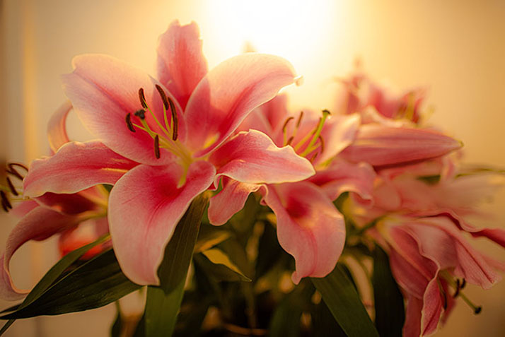 A bunch of pink lillies in bloom